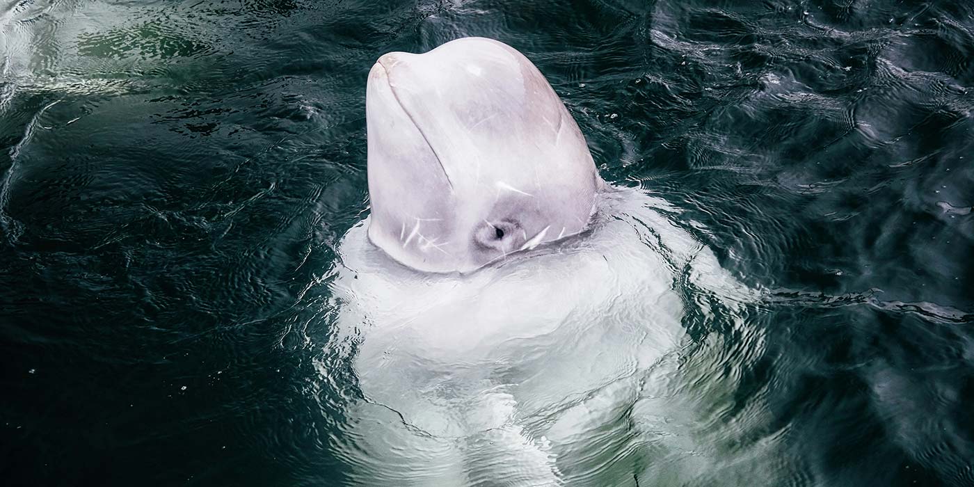 The Friendly Year of 2021 - Maria Nila for Beluga Whales