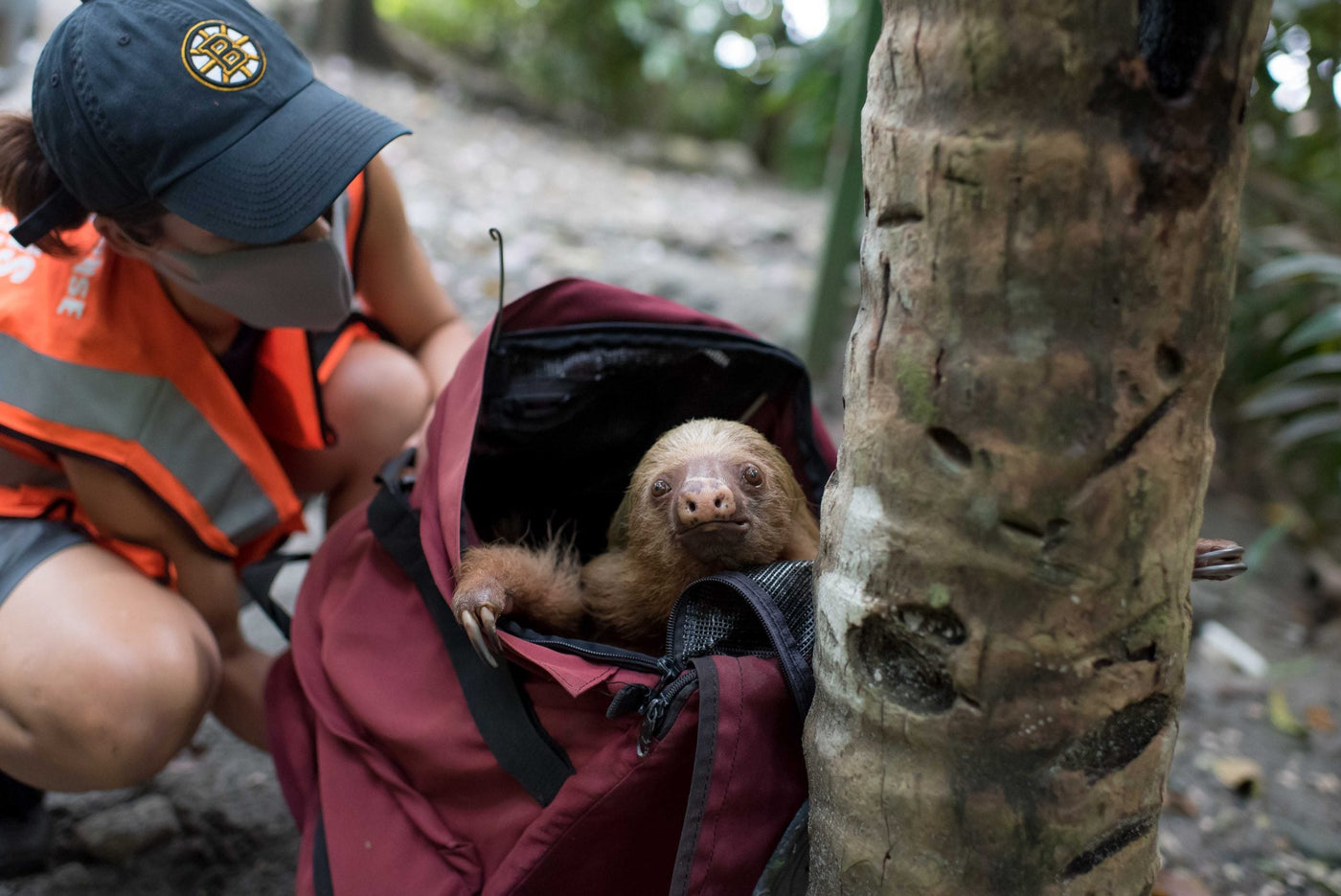The 7 greatest threats to sloths in the Costa Rica